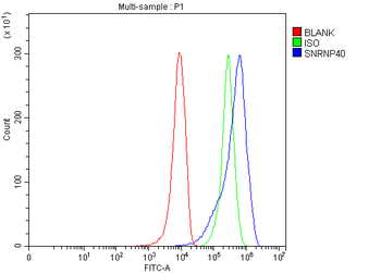 SNRNP40 Rabbit Polyclonal Antibody