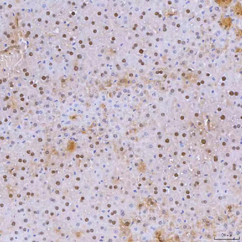 SNRNP40 Rabbit Polyclonal Antibody