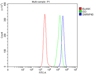 SNRNP40 Rabbit Polyclonal Antibody