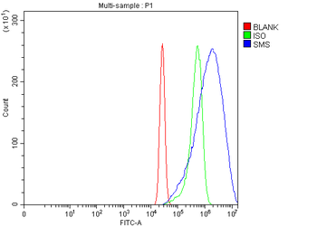 Spermine synthase/SMS Rabbit Polyclonal Antibody