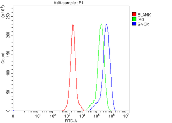 SMOX Rabbit Polyclonal Antibody