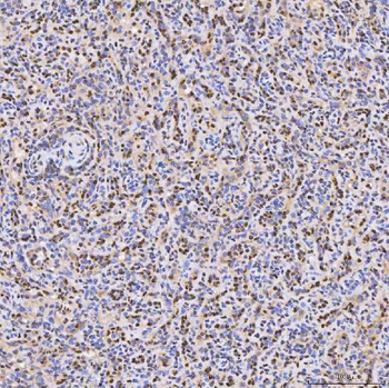 SMOX Rabbit Polyclonal Antibody