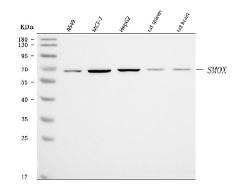 SMOX Rabbit Polyclonal Antibody