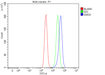SMOX Rabbit Polyclonal Antibody