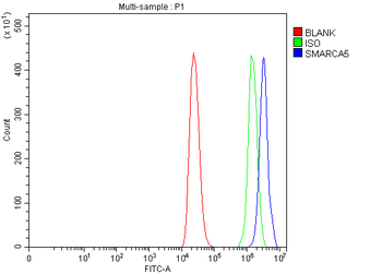 SNF2H/SMARCA5 Rabbit Polyclonal Antibody