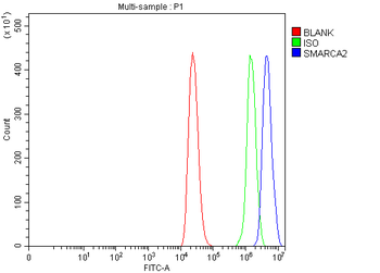 SMARCA2/BRM Rabbit Polyclonal Antibody