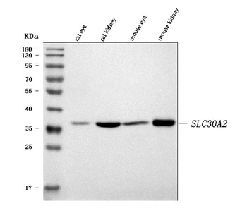 SLC30A2 Rabbit Polyclonal Antibody