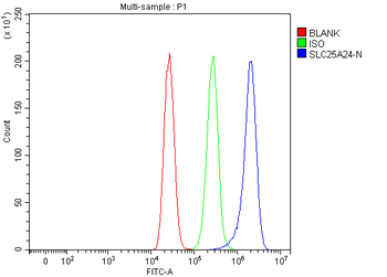 SLC25A24 Rabbit Polyclonal Antibody