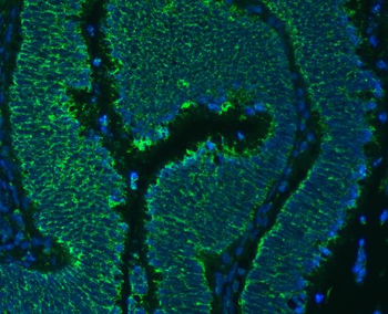SLC25A24 Rabbit Polyclonal Antibody