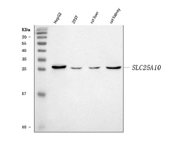 Mitochondrial dicarboxylate carrier/SLC25A10 Rabbit Polyclonal Antibody