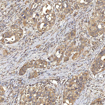 SIAE Rabbit Polyclonal Antibody