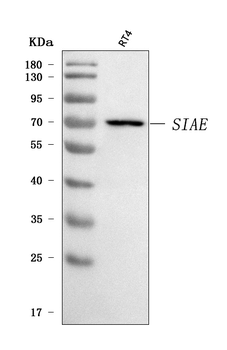 SIAE Rabbit Polyclonal Antibody