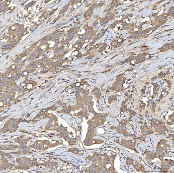 SIAE Rabbit Polyclonal Antibody