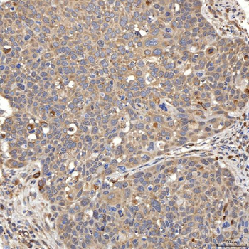 SIAE Rabbit Polyclonal Antibody