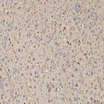 SIAE Rabbit Polyclonal Antibody