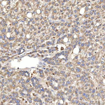 SIAE Rabbit Polyclonal Antibody