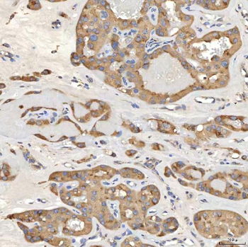 SIAE Rabbit Polyclonal Antibody