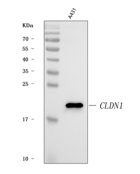 Claudin 1/CLDN1 Rabbit Polyclonal Antibody