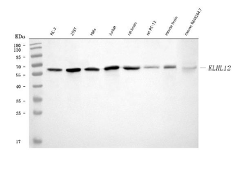 KLHL12 Mouse Monoclonal Antibody