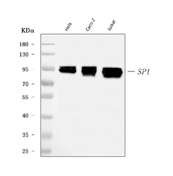 SP1 Mouse Monoclonal Antibody