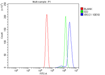 XRCC1 Mouse Monoclonal Antibody