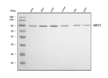 XRCC1 Mouse Monoclonal Antibody