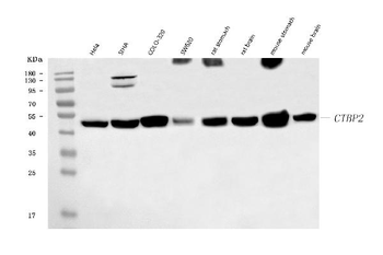 CTBP2 Mouse Monoclonal Antibody