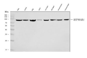 Hsp90 beta/HSP90AB1 Mouse Monoclonal Antibody