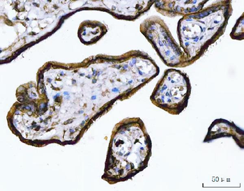 Annexin A1/ANXA1 Mouse Monoclonal Antibody