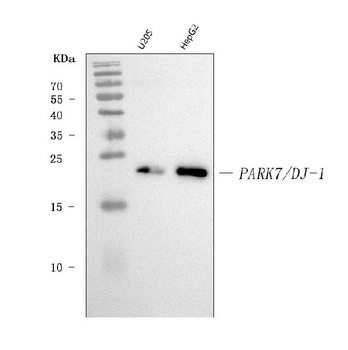 PARK7/DJ1 Mouse Monoclonal Antibody