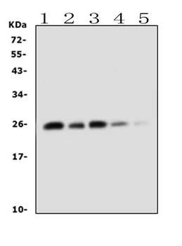 TNF alpha Rabbit Polyclonal Antibody