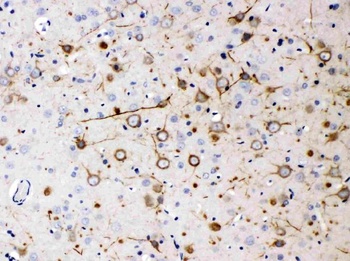 Goat Mouse IgG (H+L) Secondary Antibody (Biotin)