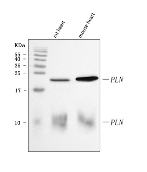 PLN Rabbit Polyclonal Antibody
