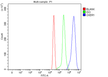OXER1 Rabbit Polyclonal Antibody