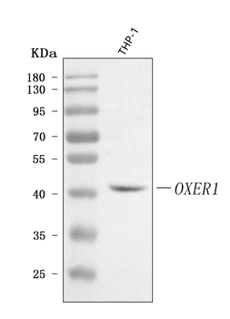 OXER1 Rabbit Polyclonal Antibody