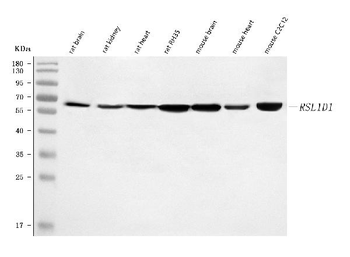 Rsl1d1 Rabbit Polyclonal Antibody