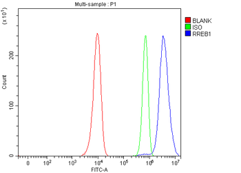 RREB1 Rabbit Polyclonal Antibody