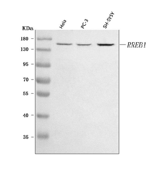 RREB1 Rabbit Polyclonal Antibody