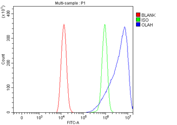 OLAH Rabbit Polyclonal Antibody