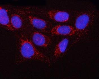 GTPBP9/OLA1 Rabbit Polyclonal Antibody
