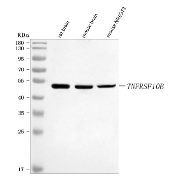 DR5/Tnfrsf10b Rabbit Polyclonal Antibody