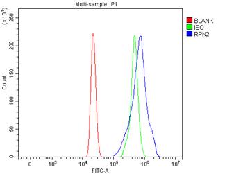 RPN2 Rabbit Polyclonal Antibody