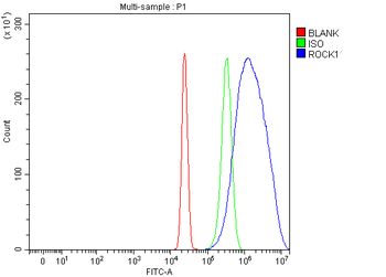 ROCK1 Rabbit Polyclonal Antibody