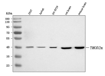 TMOD2 Rabbit Polyclonal Antibody