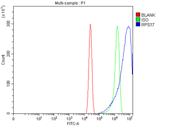 RPS17 Rabbit Polyclonal Antibody
