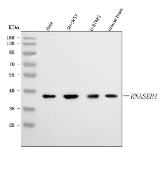 RNASEH1 Rabbit Polyclonal Antibody