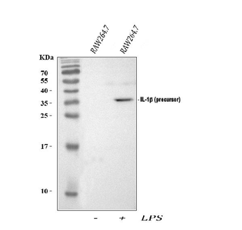 IL-1 Beta/Il1b/IL Rabbit Polyclonal Antibody