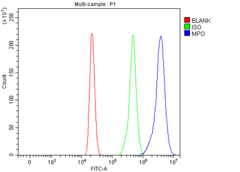 MPO Rabbit Polyclonal Antibody