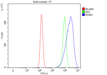 ROM1 Rabbit Polyclonal Antibody