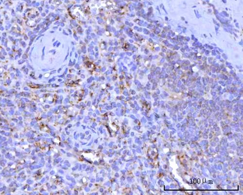 CD41/Integrin Alpha 2B/ITGA2B Rabbit Polyclonal Antibody
